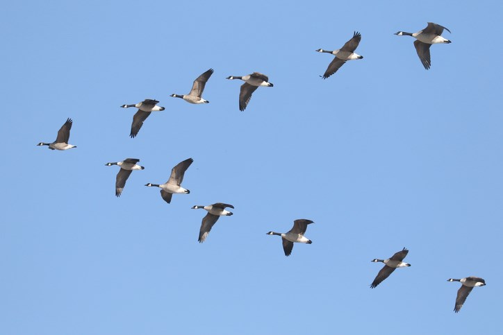 Geese flying