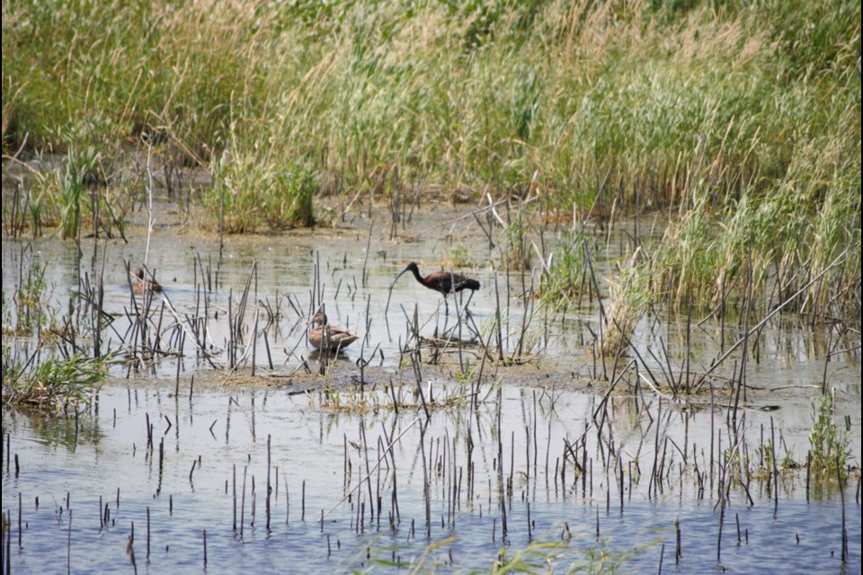 Lauren Packer believes birds seen in her yard are glossy ibis or white-faced ibis. 