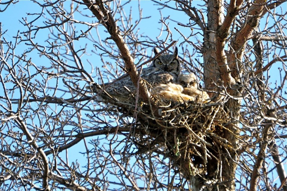 great-horned-owl-estevan