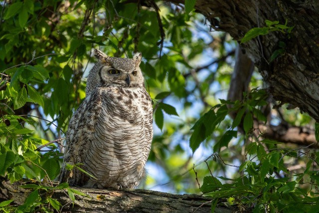 A senior member of the horned owl family who have made their home on the University of Saskatchewan campus is a subject of concern.