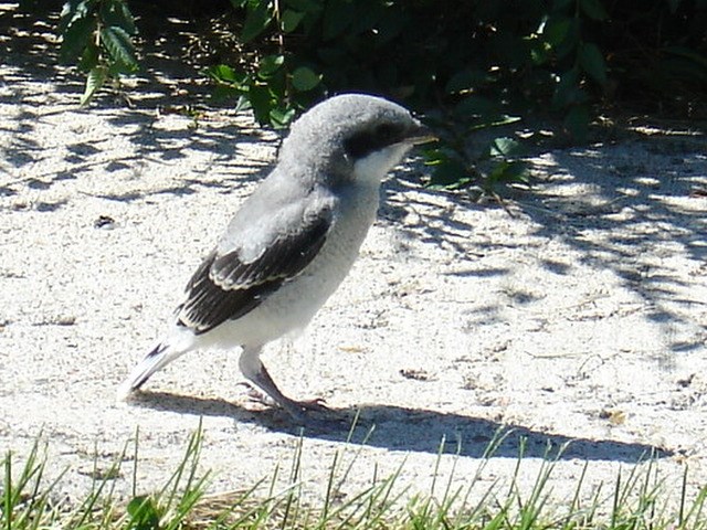 In July, Loggerhead Shrike young are starting to leave the nest.                        