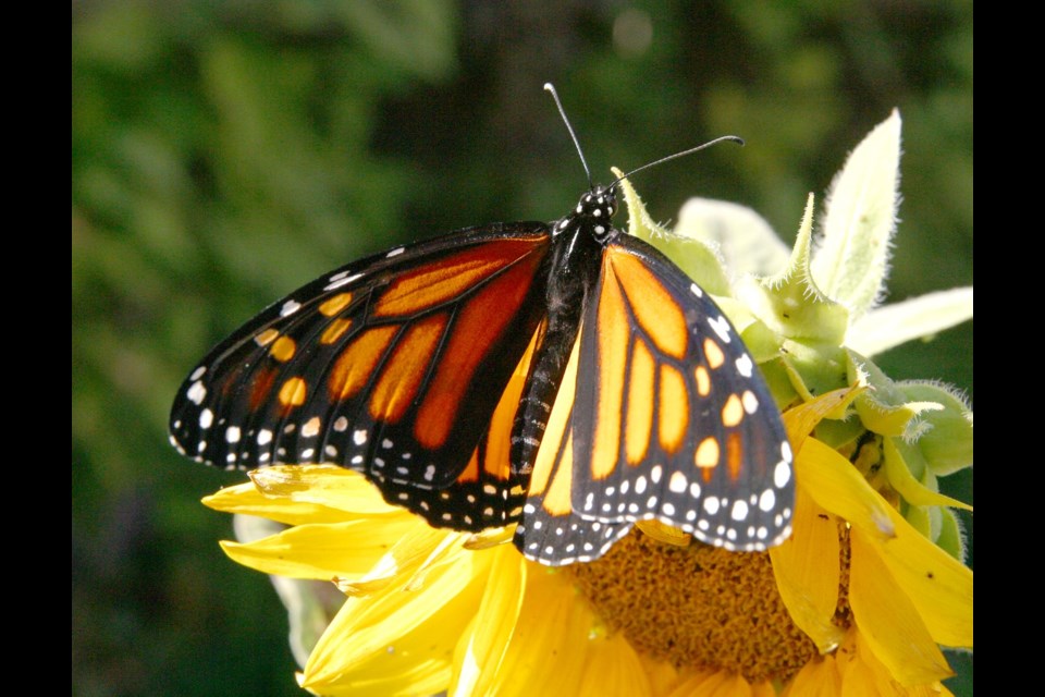 “It is best to let nature be nature in a natural setting to give our Monarchs the strongest chance,” says Emily Putz, habitat stewardship co-ordinator with Nature Saskatchewan.