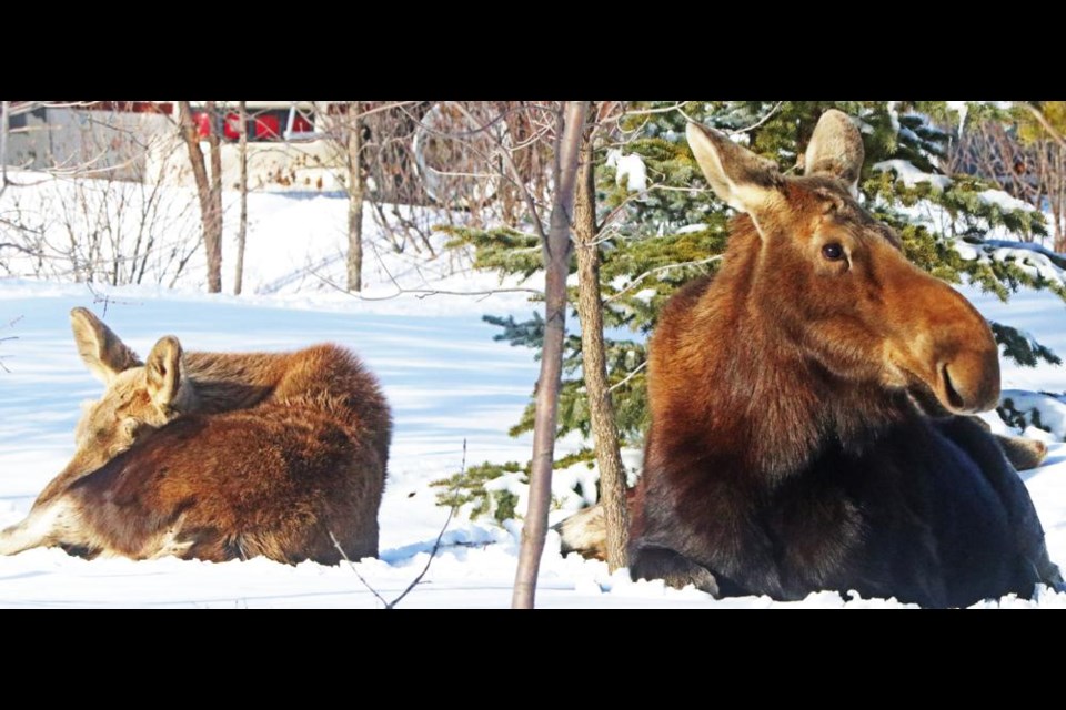 A trio of moose (one hidden here) bedded down in the soft snow in North Weyburn on Monday