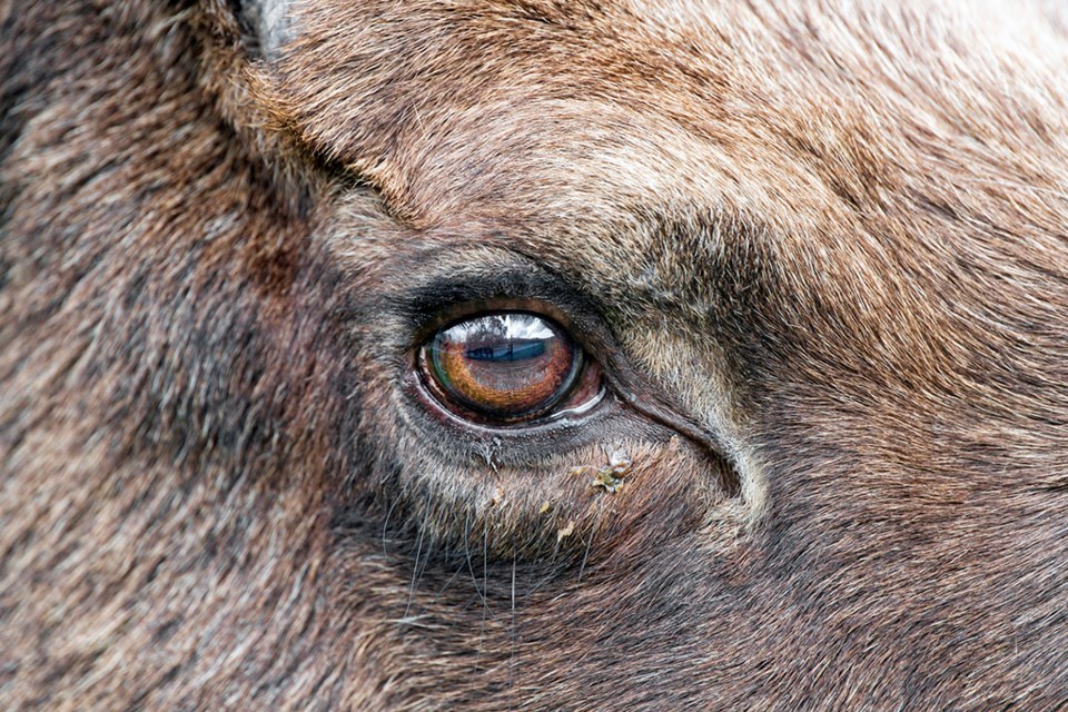 moose eye