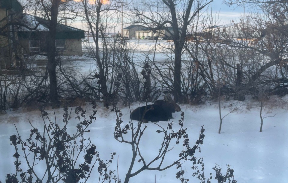 A moose was spotted on the grounds of the Souris Valley Museum on Jan. 28. 