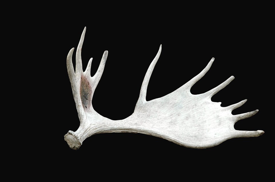 mooseantlers