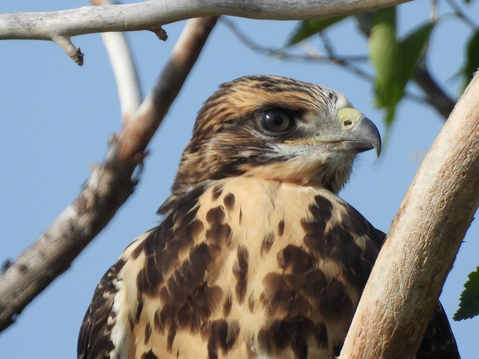 nature-is-awewsome-hawk-ready