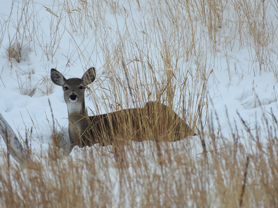 natureisawesomewhitetail