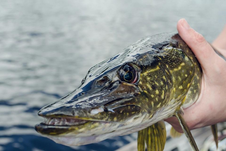 northernpike-unsplash