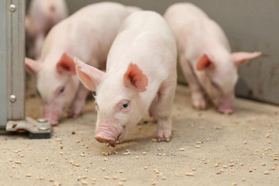 Canada’s pork industry renews investment in swine welfare chair