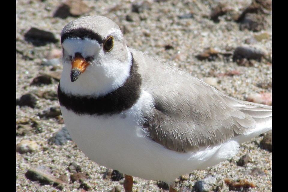 It's Piping Plover nesting season - SaskToday.ca