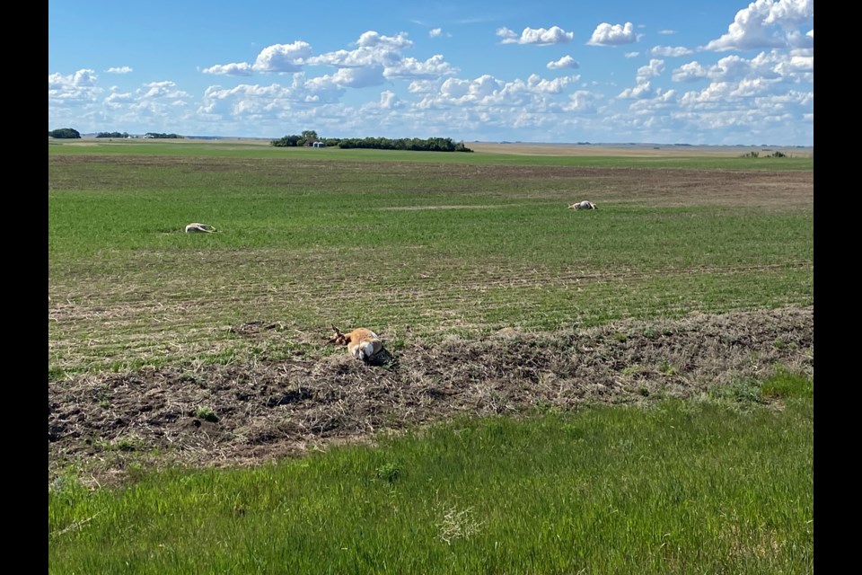 Three pronghorn antelope were shot and left to waste near Luseland.