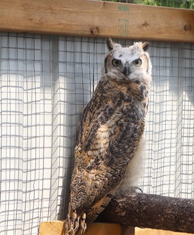 This great horned owl was found as an orphan, covered in down with only a few feathers, but has since matured with a sleek coat of feathers.