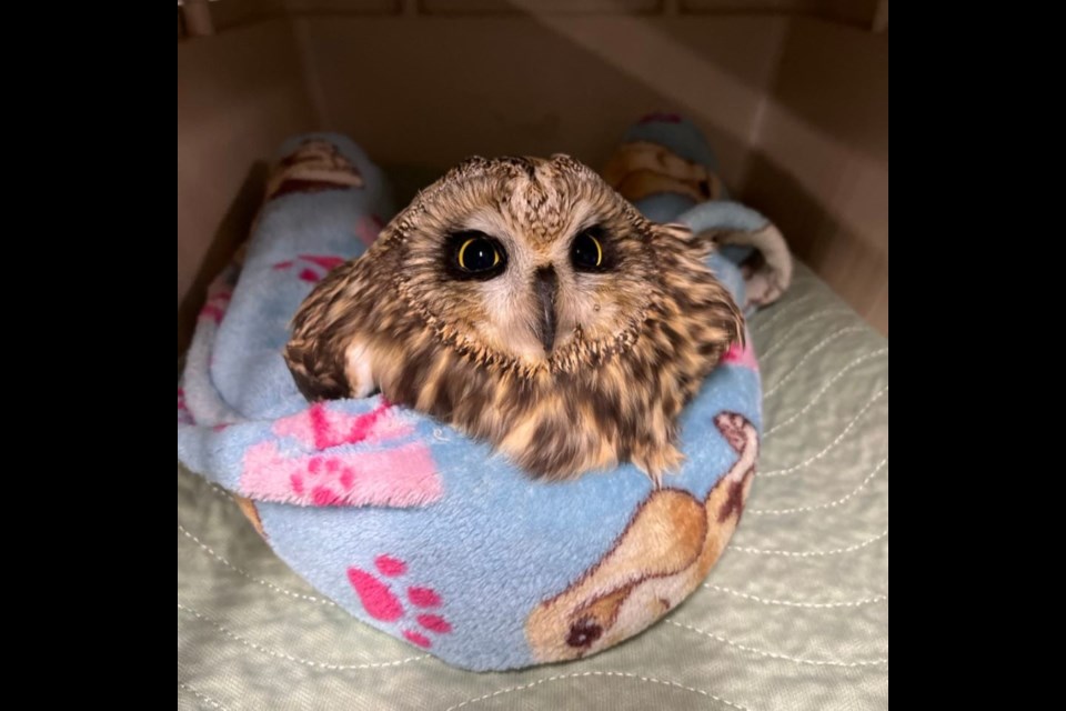 Salthaven West Wildlife Rehabilitation's wildlife patient - short eared owl.