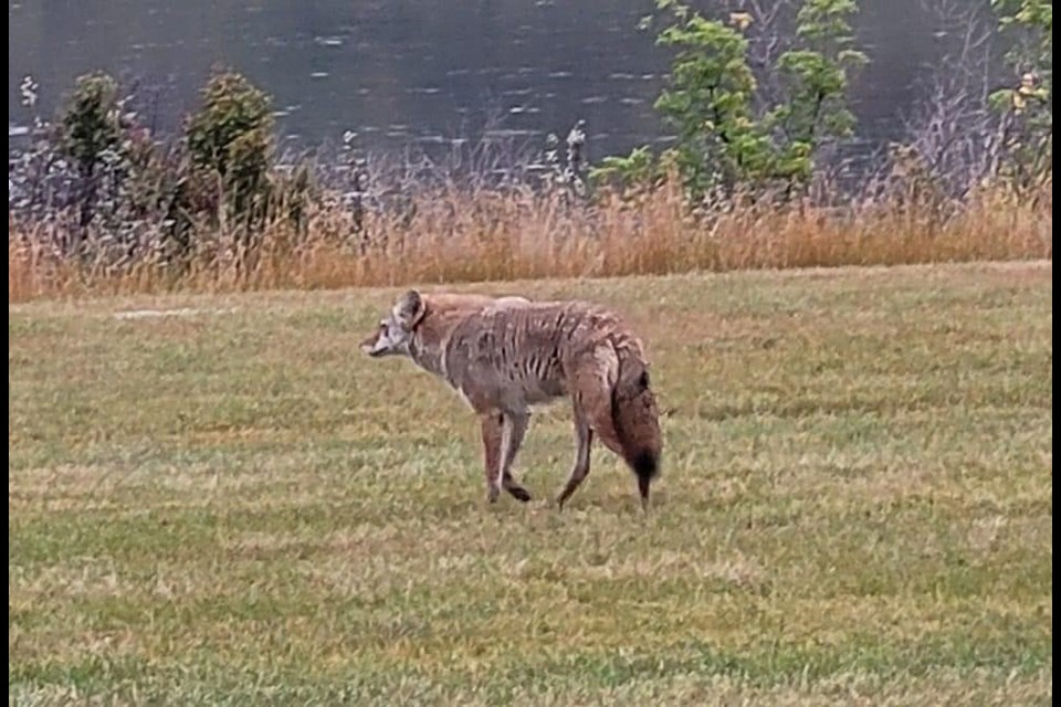 Too close for comfort.  Residents of Silverwood Heights neighborhood in Saskatoon are reporting more encounters and sightings of coyotes on or near walking paths, biking trails and even in residential areas.