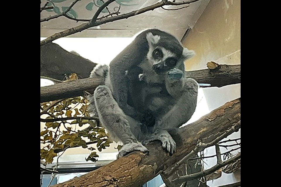 New mother Lucy, will enjoy a special Mother's Day this year after giving birth to Saskatoon Zoo's first ring-tailed lemur baby.