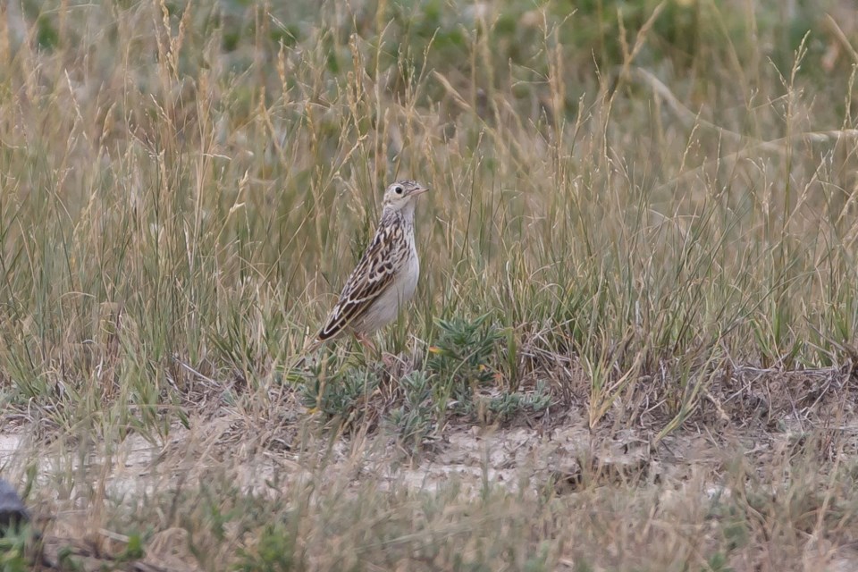 Sprague’s Pipits require large, unbroken tracts of native prairie, typically more than 160 acres in size, with minimal woody shrub and tall grass cover. 