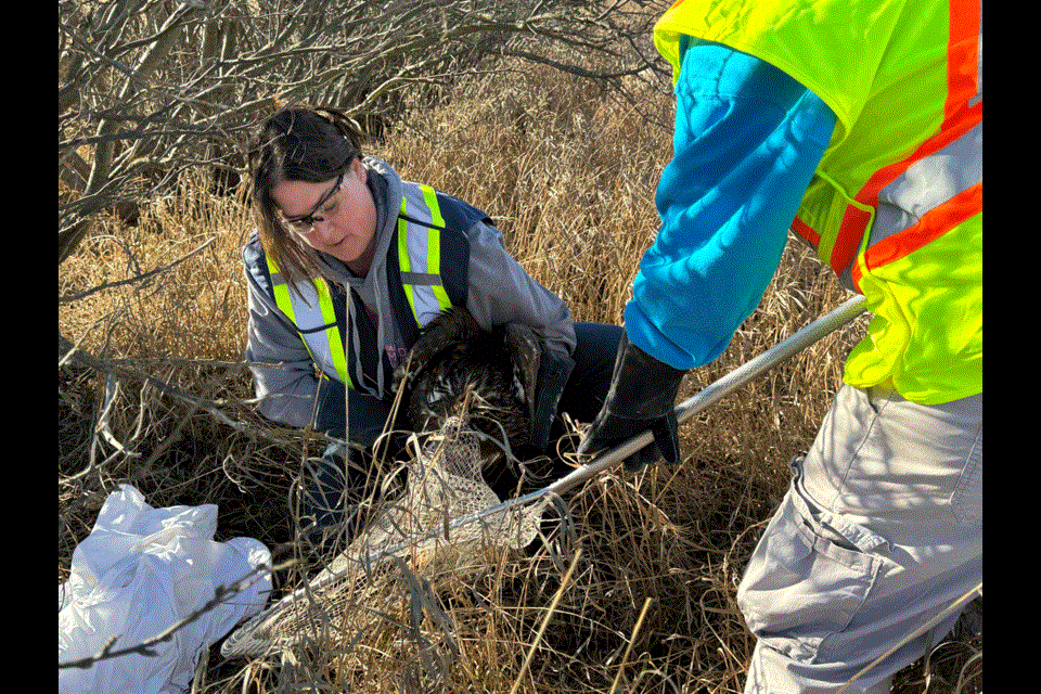 Simone Mantei, a rescue volunteer for the Wildlife Rescue Society of Saskatchewan, had her hands full with the bald eagle.