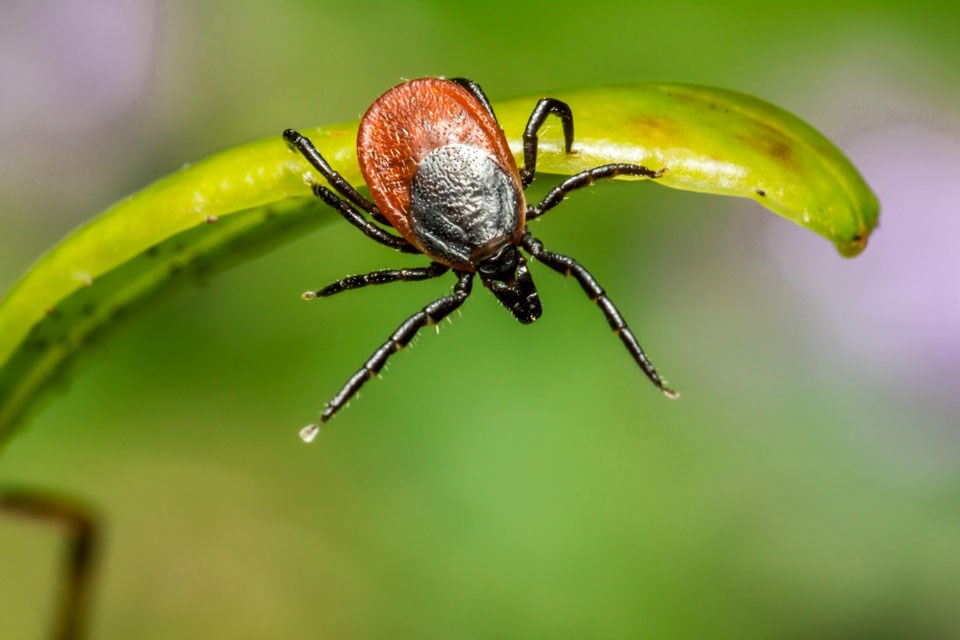 tick-0225