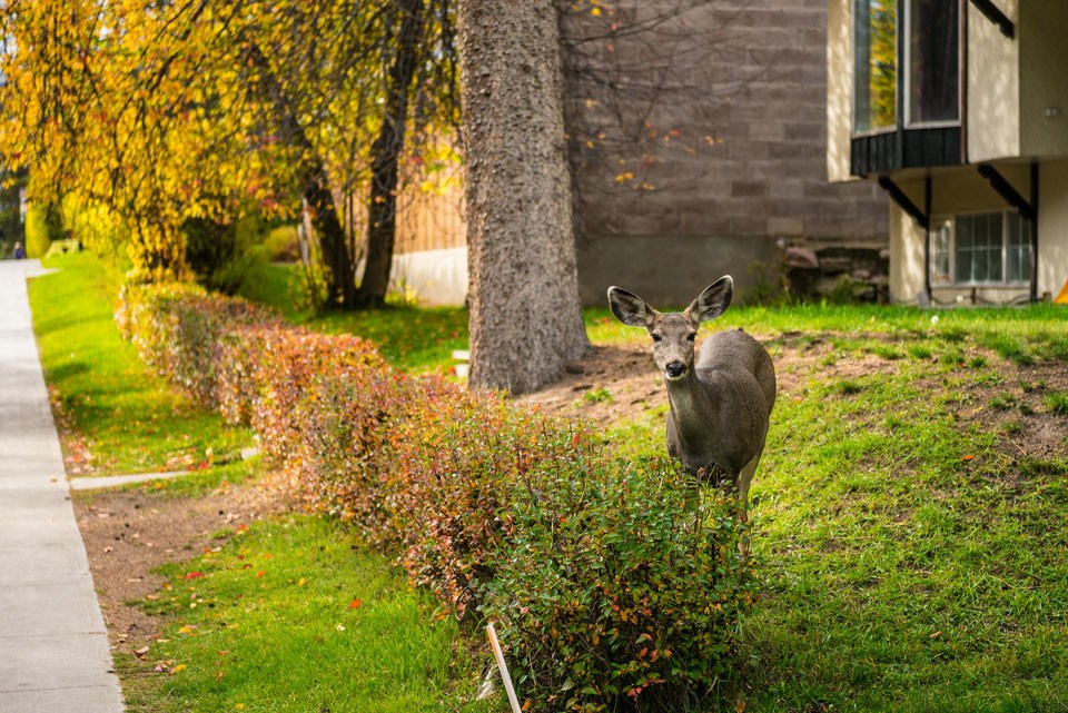 urban-deer-0425