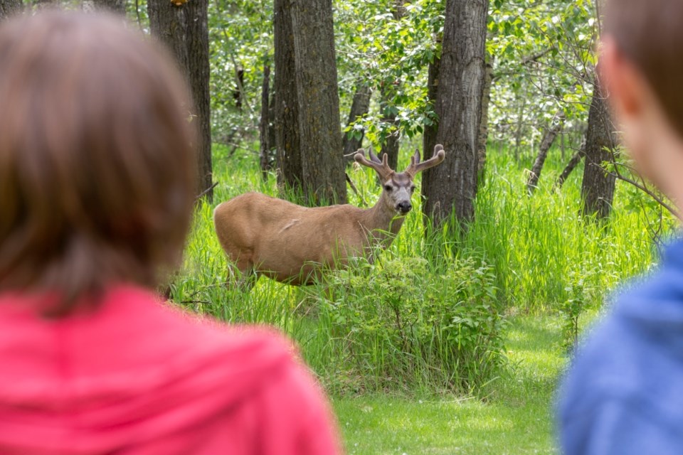 Wildlife Deer Getty