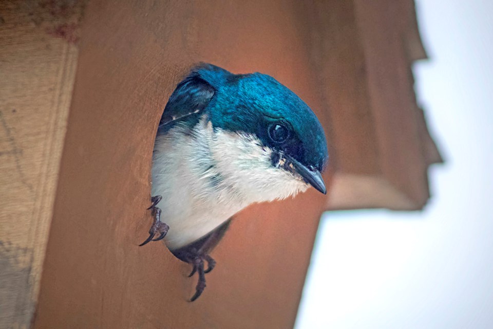 wildwindowlittlebluefriend