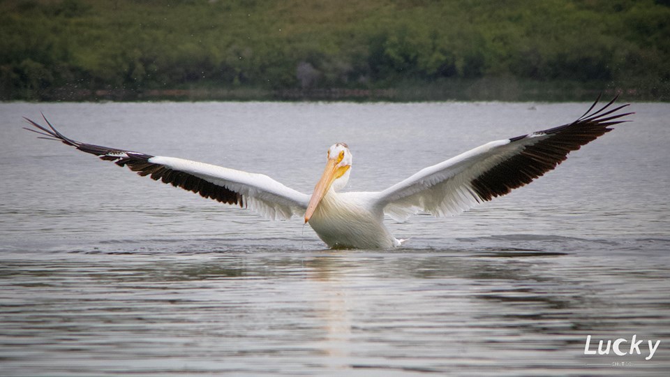 wildwindowpellywingspan