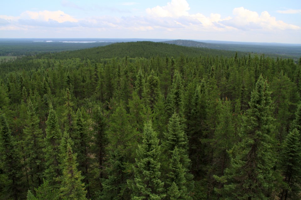 boreal forest