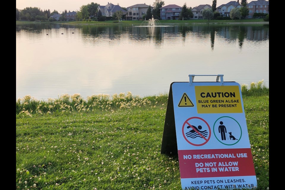 Blue-green algae is harmful to humans and pets.