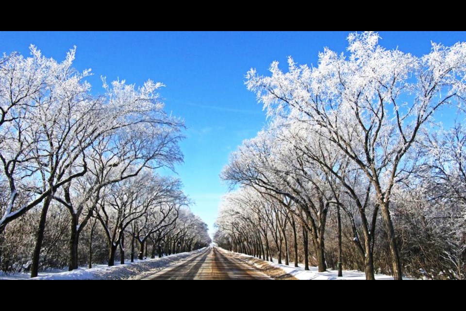 The tree-lined Saskatchewan Drive in Weyburn was touched by the hoar frost on Saturday.