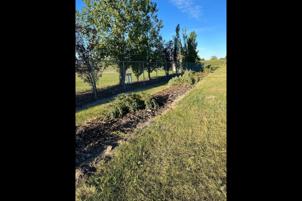 Twelve six-foot evergreens were mowed down as part of recent damage discovered at Unity's off-leash dog park.