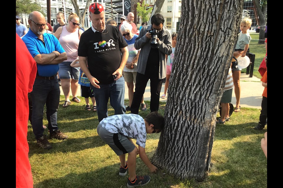 Seen here, ladybugs are placed at a tree in Victoria Park as part of a release of 200,000 on Thursday in Regina.