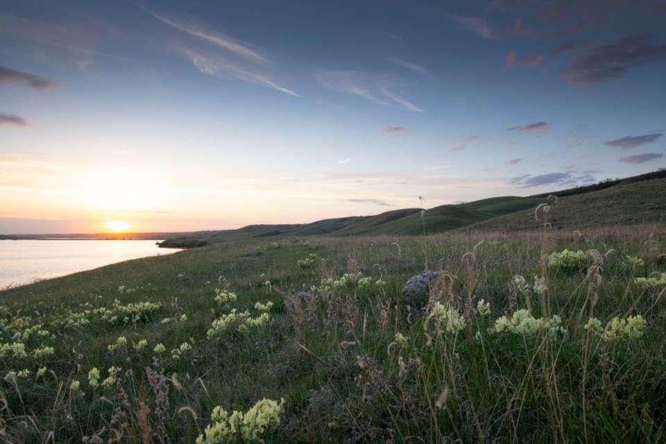 Buffalo Pound Lake is home to American badgers, Baird's sparrow and the northern leopard frog.  