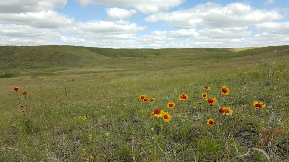 nccgrassland1122