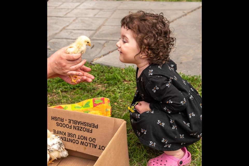 Children loved to be able to hold and pet the baby chicks.