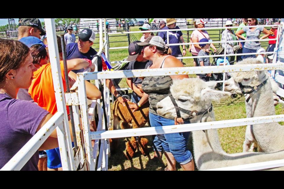 A pen of alpacas from Creekside Alpacas of Osage attracted lots of questions from visitors to the Creelman Fair on Saturday.