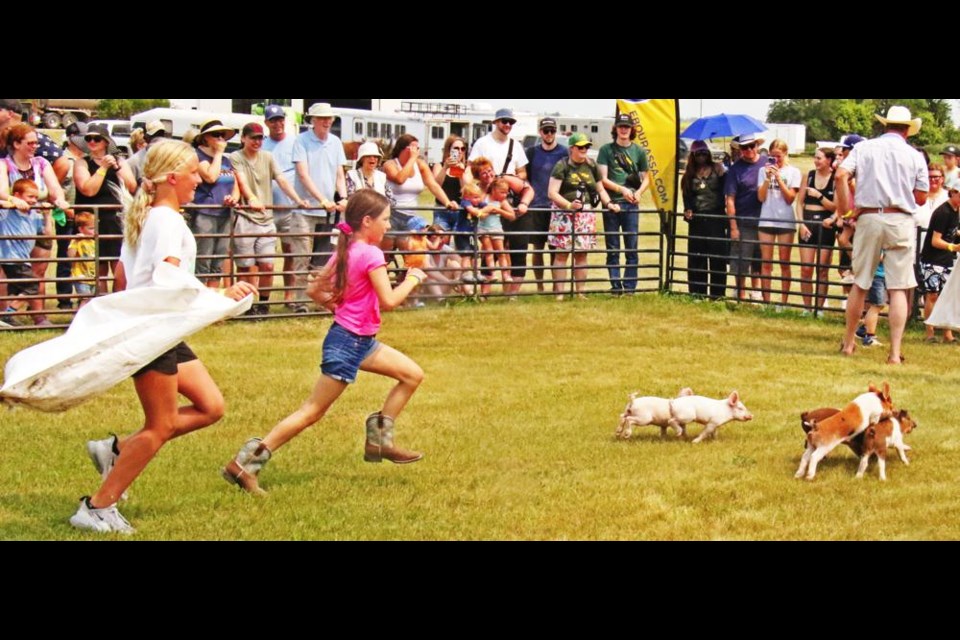 Children had to be fast on their feet to catch one of the little piglets in the first part of the pig scramble at the Creelman Fair.