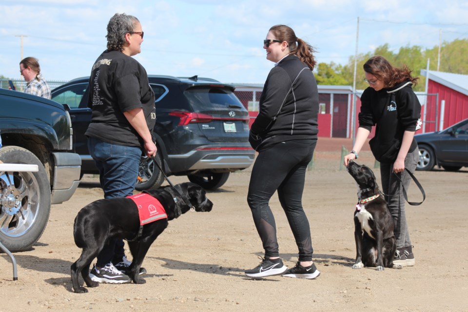 dog-walk-for-guide-dogs