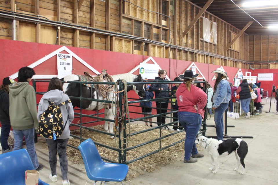 The 2024 Grain Millers Harvest Showdown is on now until Nov. 2 at the Gallagher Centre. The event features stock dogs, horse pulls, mutton busting, mini chuckwagons, a tradeshow, commercial cattle show and sale and professional bull riding among others attractions.