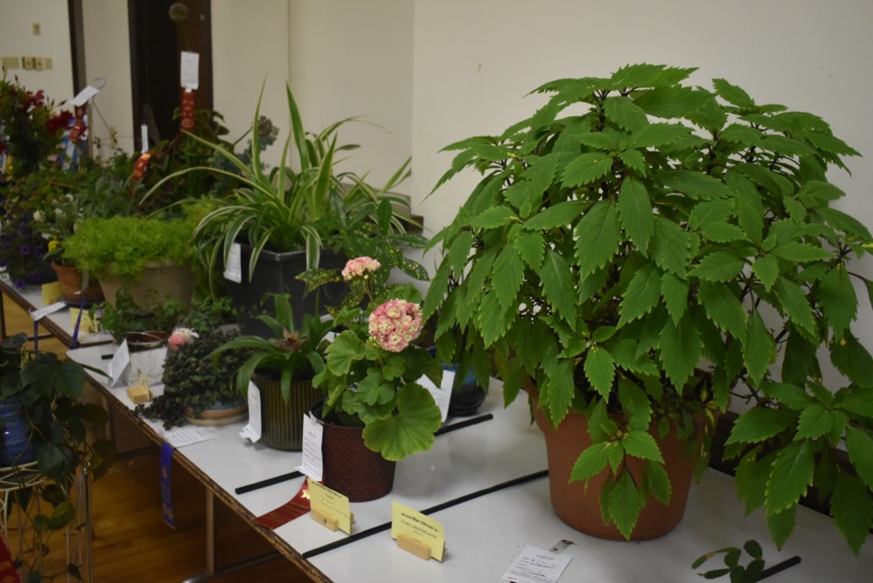 horticultural-show-1