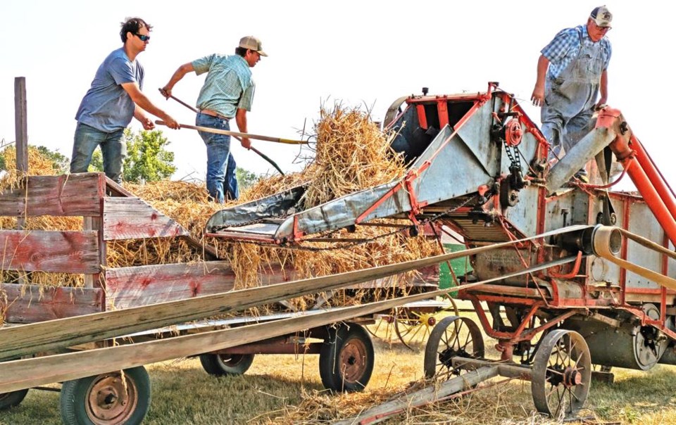 midale-threshing-9329