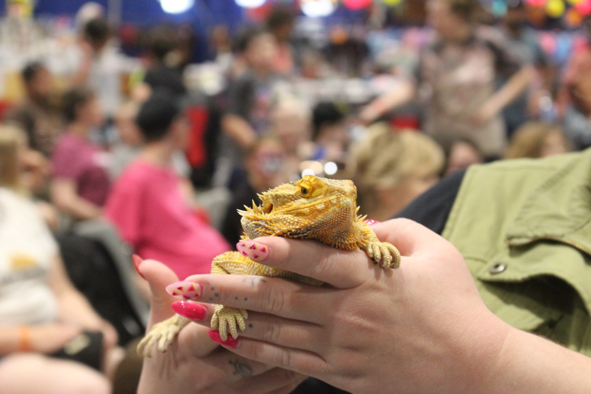 Wrangler reptile show at the Yorkton Exhibition - SaskToday.ca