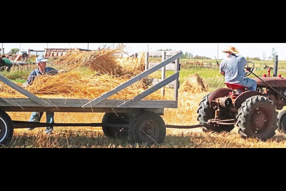 Volunteers used pitchforks to load the stooks of wheat onto a hay rack, which was then taken to the threshing machine for threshing.