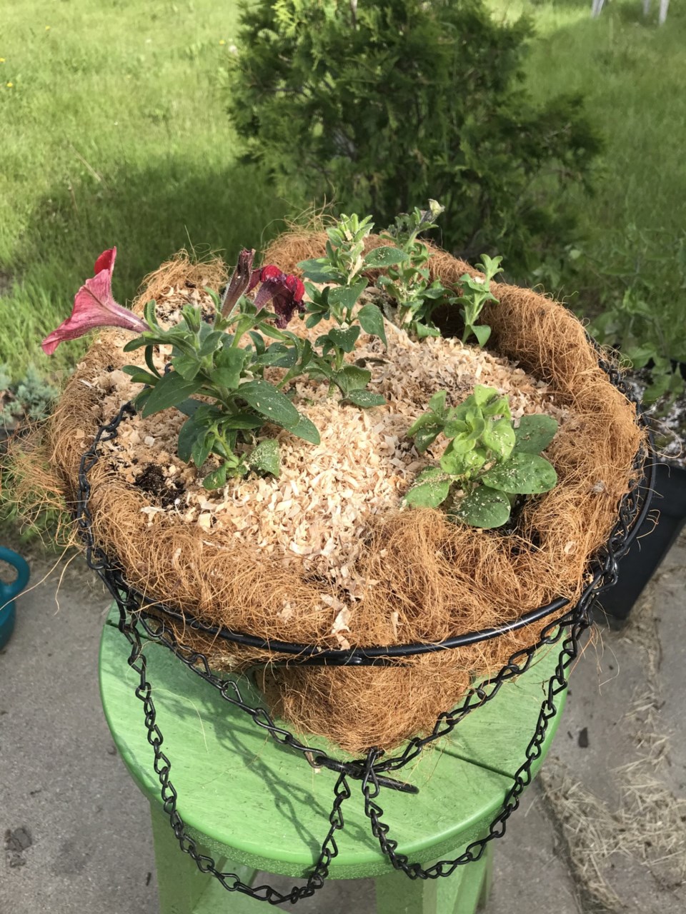 2424-hanging-basket-with-wood-shavings