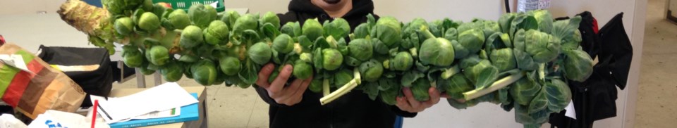 2433-brussels-sprouts