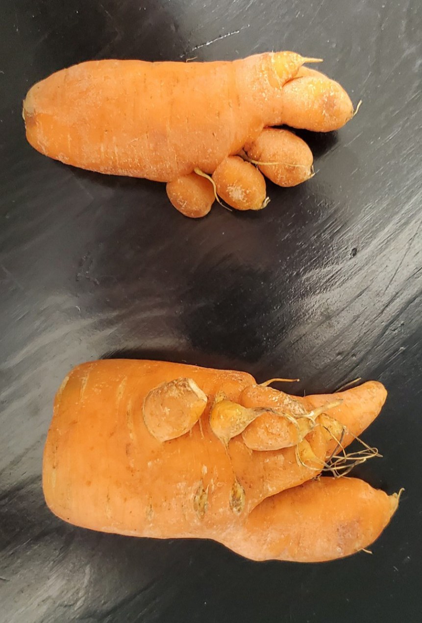 carrot