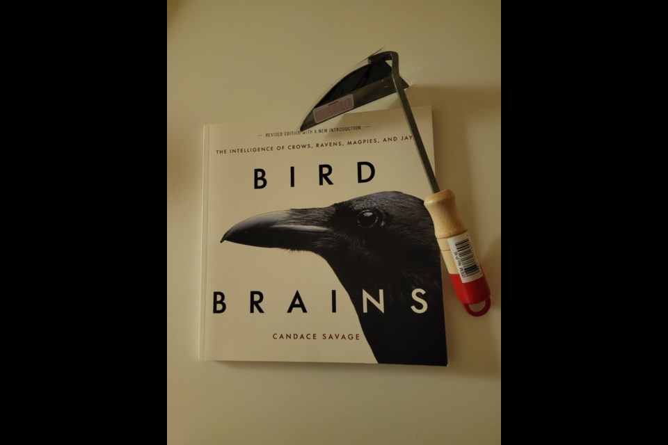 'Bird Brains” examines the behaviour of the corvid family of birds across the world. 