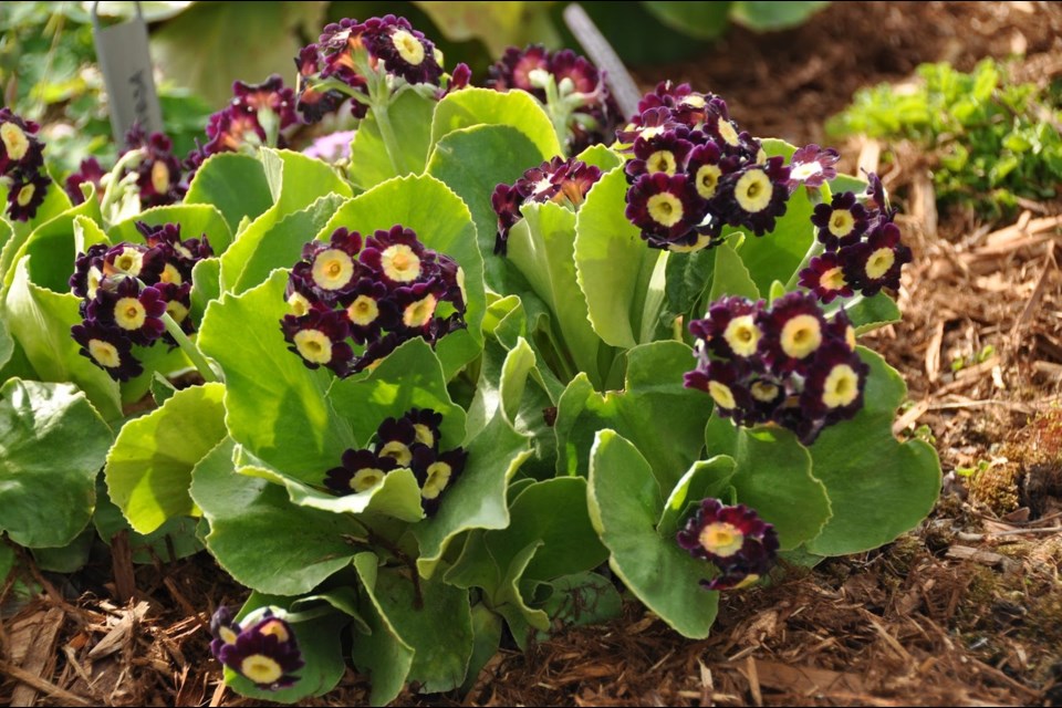 There are over 400 species of primroses but only a handful flourish in our northern gardens. Dusty Miller primrose (Primula auricula) is one.