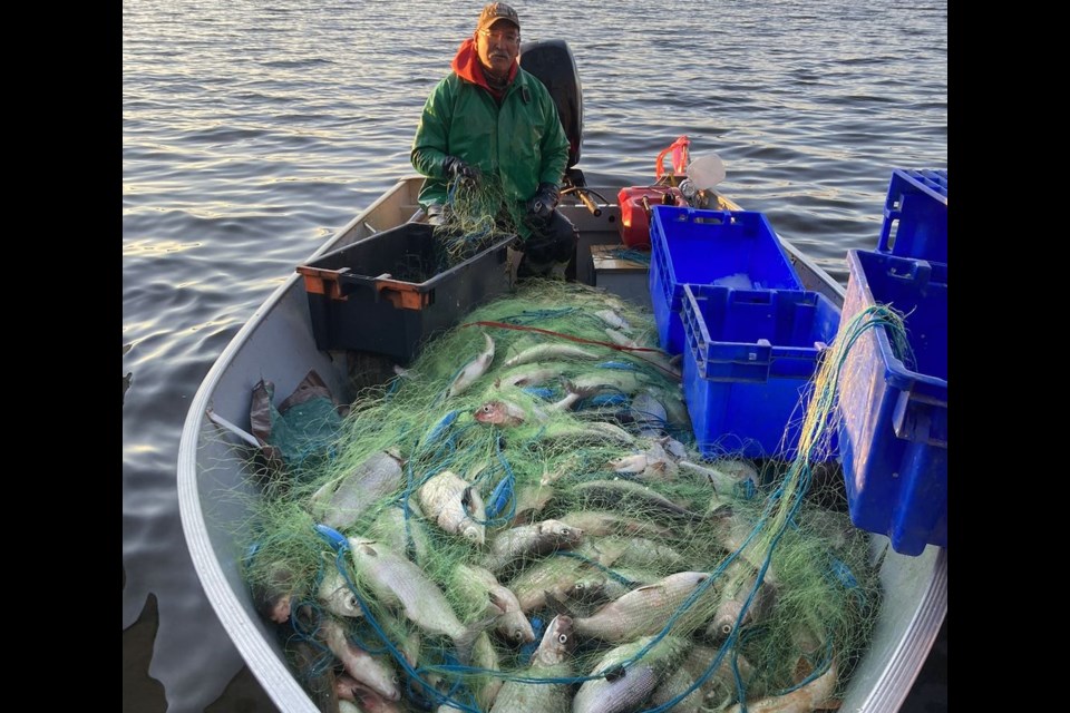 One net in Pinehouse Lake in October usually yields 300 tullibee.