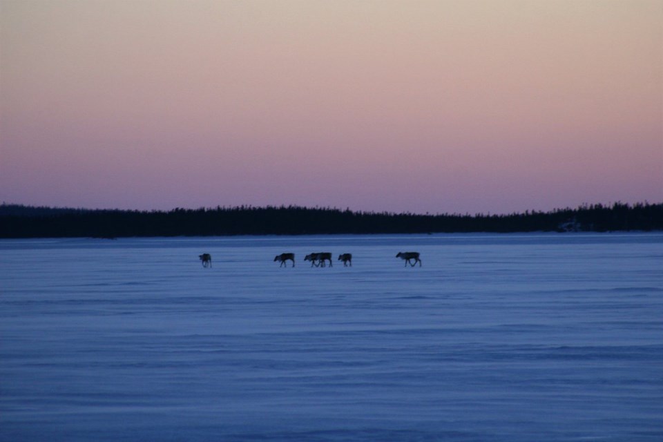 Migration patterns of local caribou will be considered in the new mining agreement.